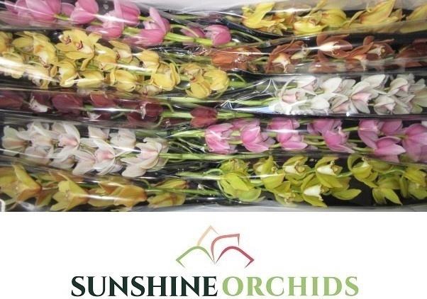 <h4>Cymb Mi Gem</h4>