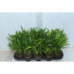 ARECA BAMBU P11