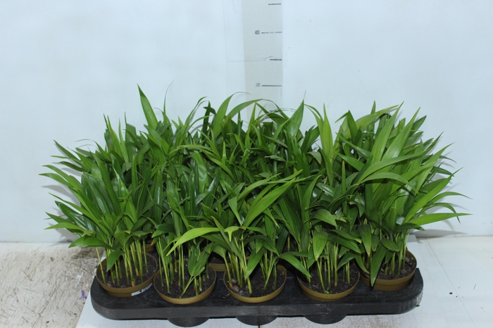 <h4>ARECA BAMBU P11</h4>