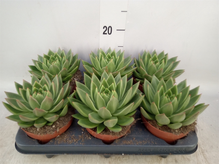 <h4>Echeveria  'Miranda'</h4>