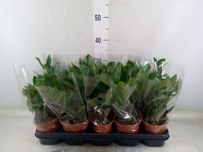 <h4>Zamioculcas zamiifolia</h4>