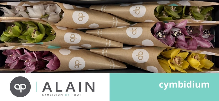 <h4>PAPIERHOES GEMENGD 60cm x 6</h4>