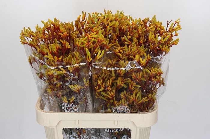 Kangaroo Paw Gold Fever