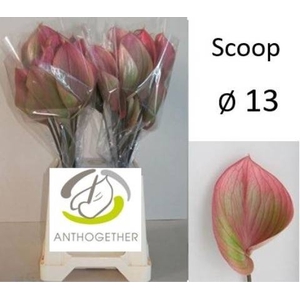 ANTH SCOOP