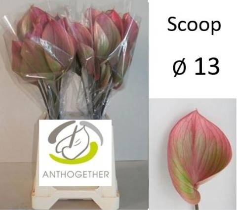 <h4>ANTH SCOOP</h4>
