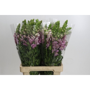 Antirrhinum Potomac Pink