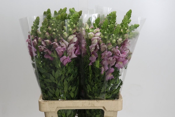<h4>Antirrhinum Potomac Pink</h4>
