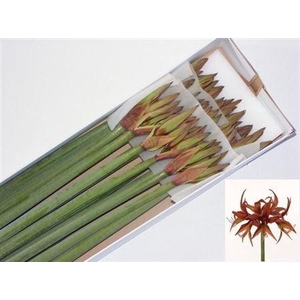 Hipp Sp Merenque X20