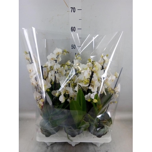 Phalaenopsis multi.   ...white