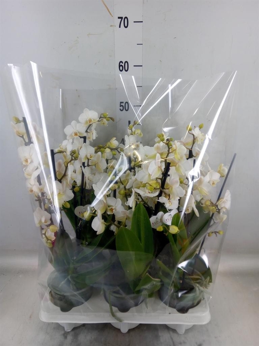 <h4>Phalaenopsis multi.   ...white</h4>