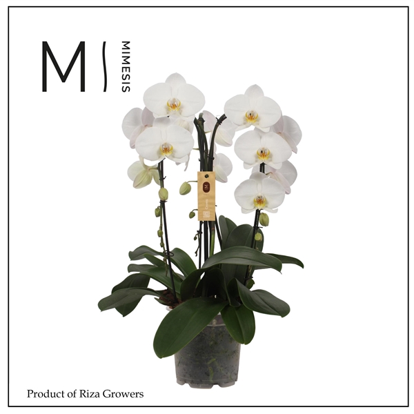 <h4>Mimesis Phal. Crown White - 3 spike 21cm</h4>