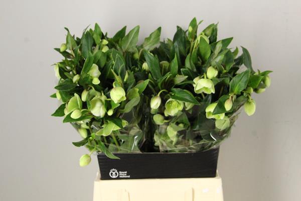 <h4>Helleborus Magnificent Bells</h4>