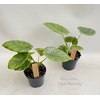 Alocasia