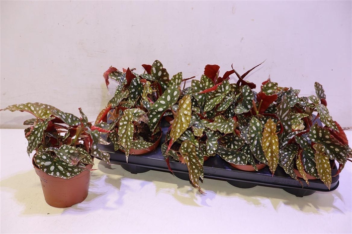 <h4>Beg Ps Silver Spot</h4>