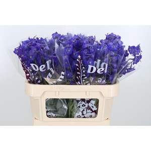 Delphinium Be Atlantis