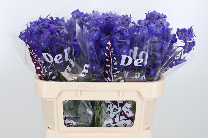 <h4>Delphinium Be Atlantis</h4>