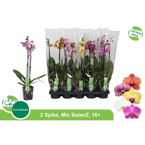 PHAL GEM
