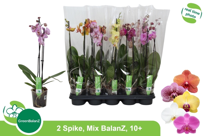 <h4>PHAL GEM</h4>