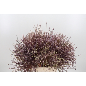 Allium Schuberti