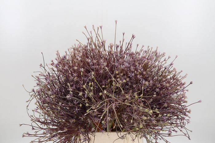 <h4>Allium Schuberti</h4>