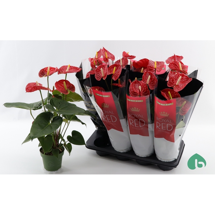 <h4>Anthurium Andreanum Madural 14Ø 55cm 5fl</h4>