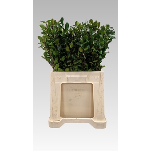 ILEX BL M BLU PRINCE