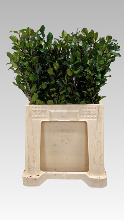 <h4>ILEX BL M BLU PRINCE</h4>