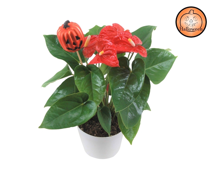 <h4>Anthurium XL.9 Jambo Red 14cm met pompoen bijsteker</h4>