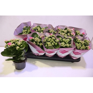 arr8 Kalanchoe Double Deluxe Pink