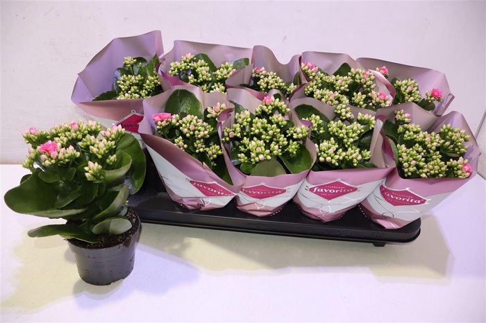 <h4>arr8 Kalanchoe Double Deluxe Pink</h4>