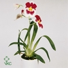 Miltoniopsis Ov