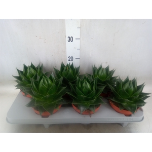 Aloe aristata 'Cosmo'