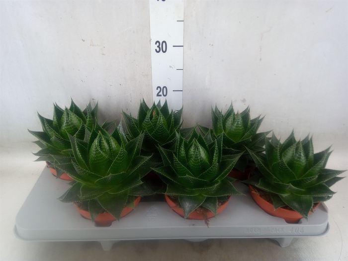 <h4>Aloe aristata 'Cosmo'</h4>