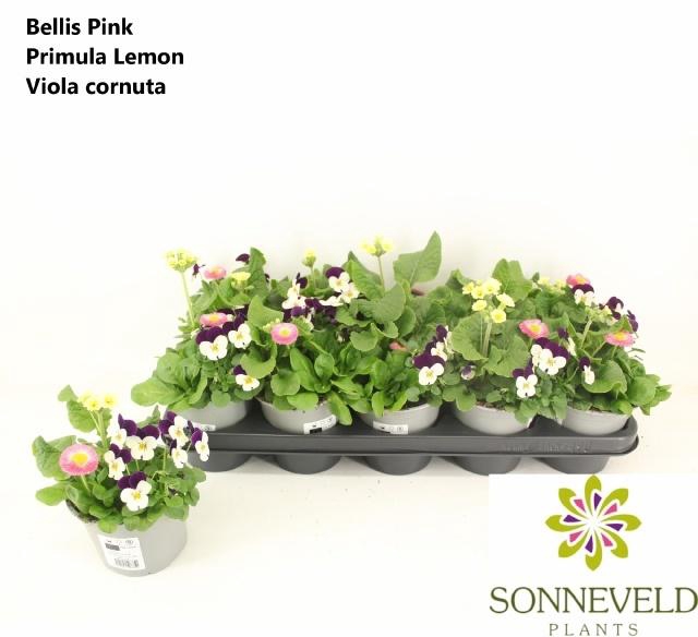 <h4>PERKPL TOEF 3 KL</h4>