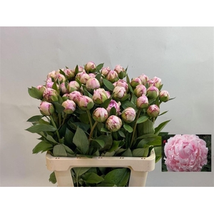 PAEO L SARA BERNHARD