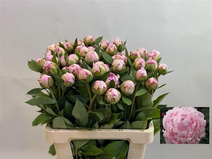 <h4>PAEO L SARA BERNHARD</h4>