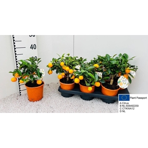 CITR MICROCARPA
