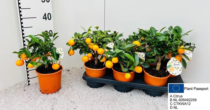<h4>CITR MICROCARPA</h4>