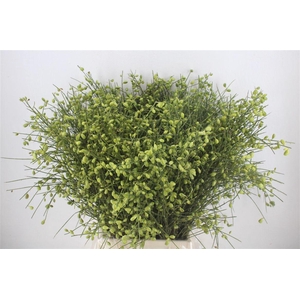 Ginster Berry Green P Bunch