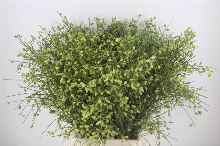 <h4>Ginster Berry Green P Bunch</h4>