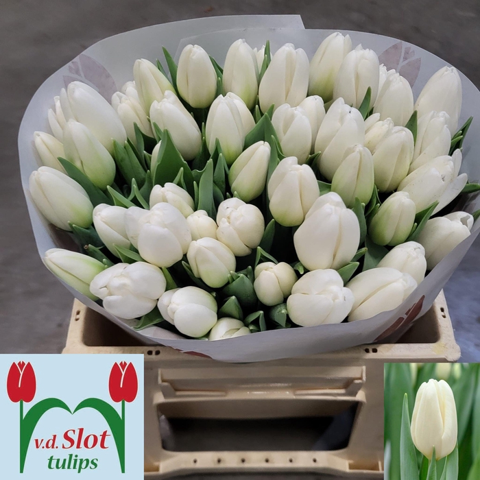 <h4>TU EN ICE RIF</h4>