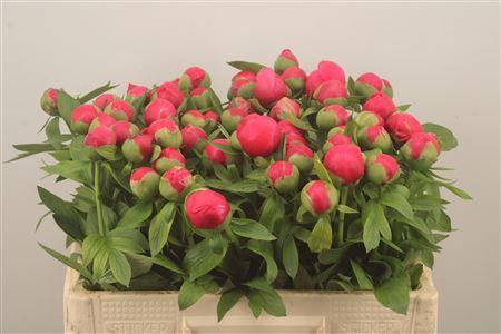 <h4>Paeo L Flame</h4>