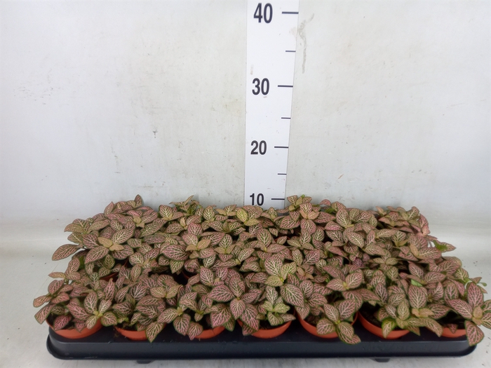 <h4>Fittonia verschaf. 'Red Angel'</h4>