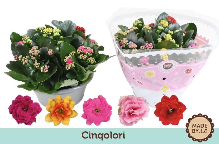 <h4>Kalanchoe Double Carnaval Cinqolori</h4>