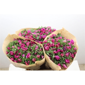 Anem Marianne Orchid