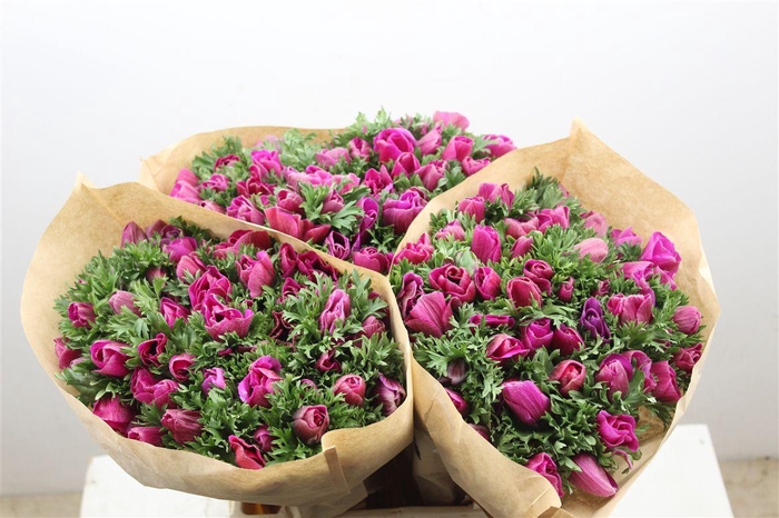 <h4>Anem Marianne Orchid</h4>