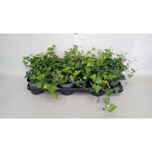 Hedera hibernica