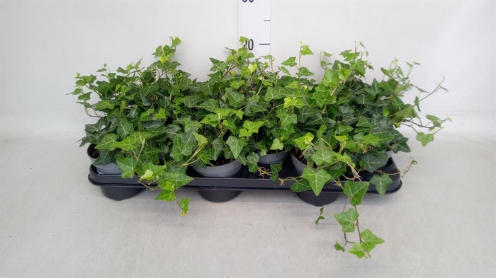 <h4>Hedera hibernica</h4>