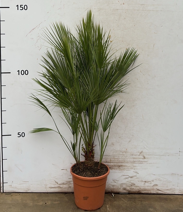 <h4>CHAM HUMILIS</h4>