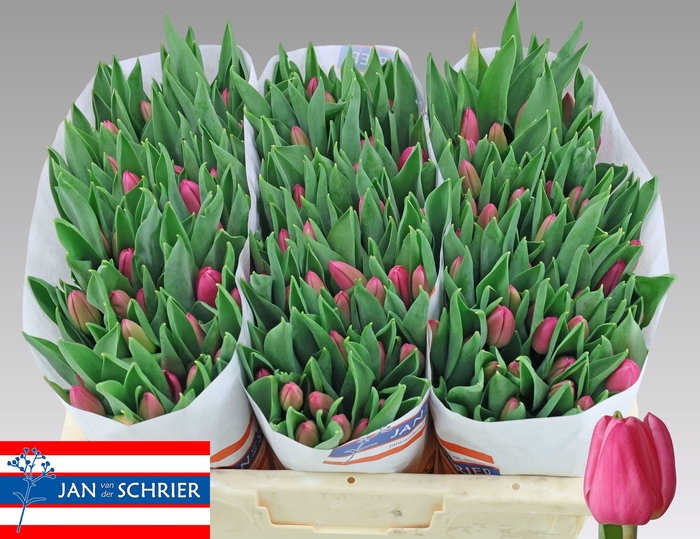 <h4>TU EN MOLTO AMATA</h4>